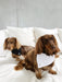 Two brown dogs wearing Midnight Doggy Bandanas