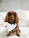 Front view of hairy brown dog wearing White Doggy Bandana