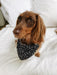 Close up headshot photo of dog wearing black Star Dust Doggy Bandana