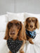 Photo of two brown dogs with one wearing black Star Dust Doggy Bandana and the other a black leaf print bandana