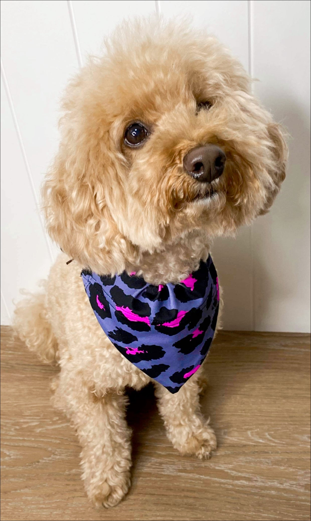 Puppy sitting in Pink Leopard doggy bandana