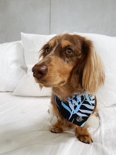 Carra Lee Active BANDANA Tropical Palm Doggy Bandana
