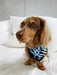 Carra Lee Active BANDANA Tropical Palm Doggy Bandana