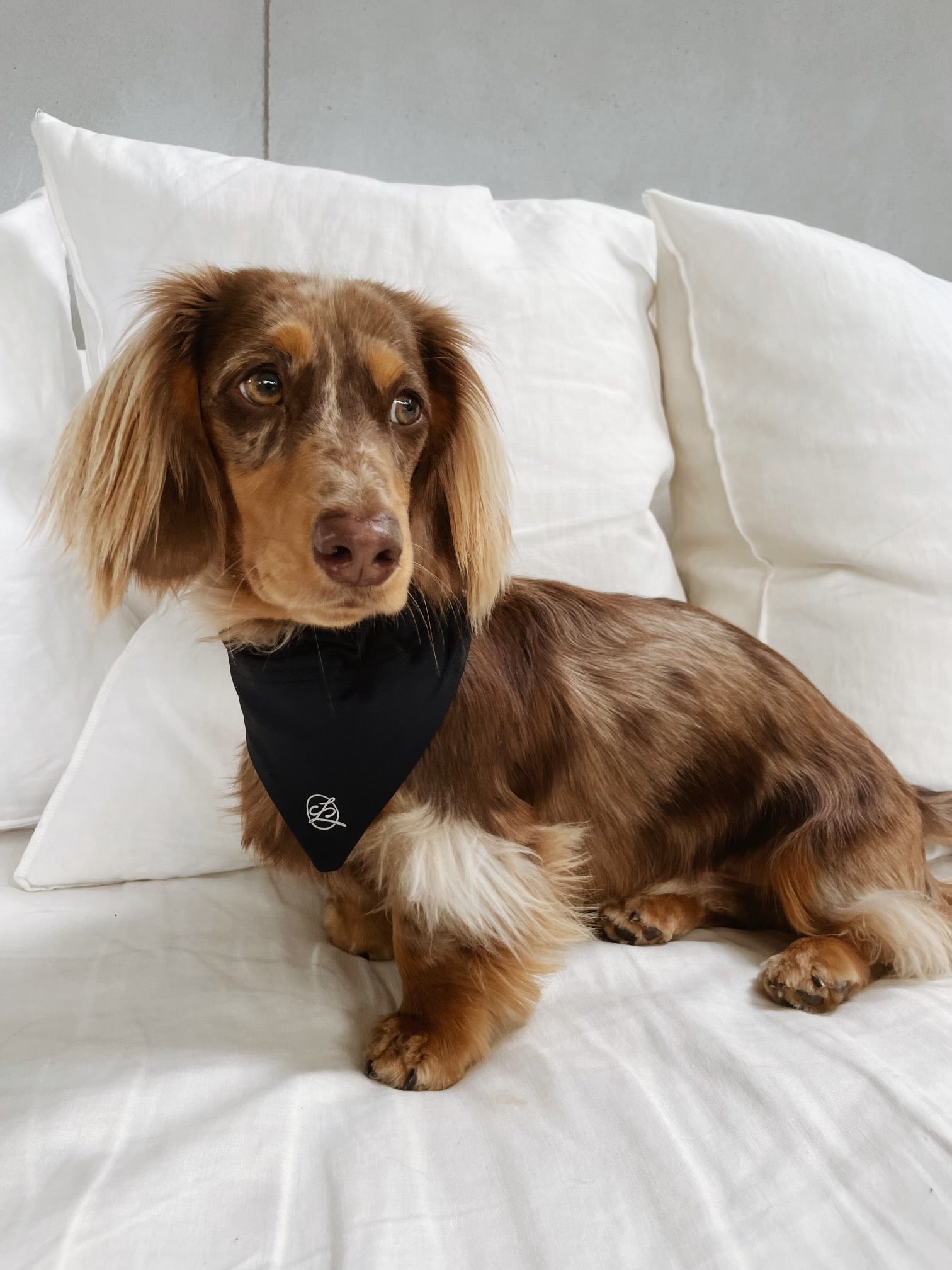 Carra Lee Collective Dog Bandana Midnight Doggy Bandana