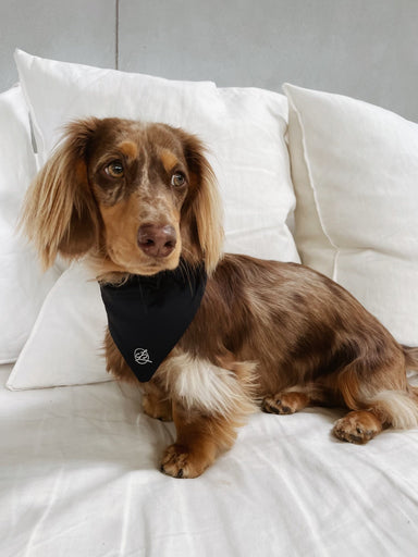 Carra Lee Collective Dog Bandana Midnight Doggy Bandana