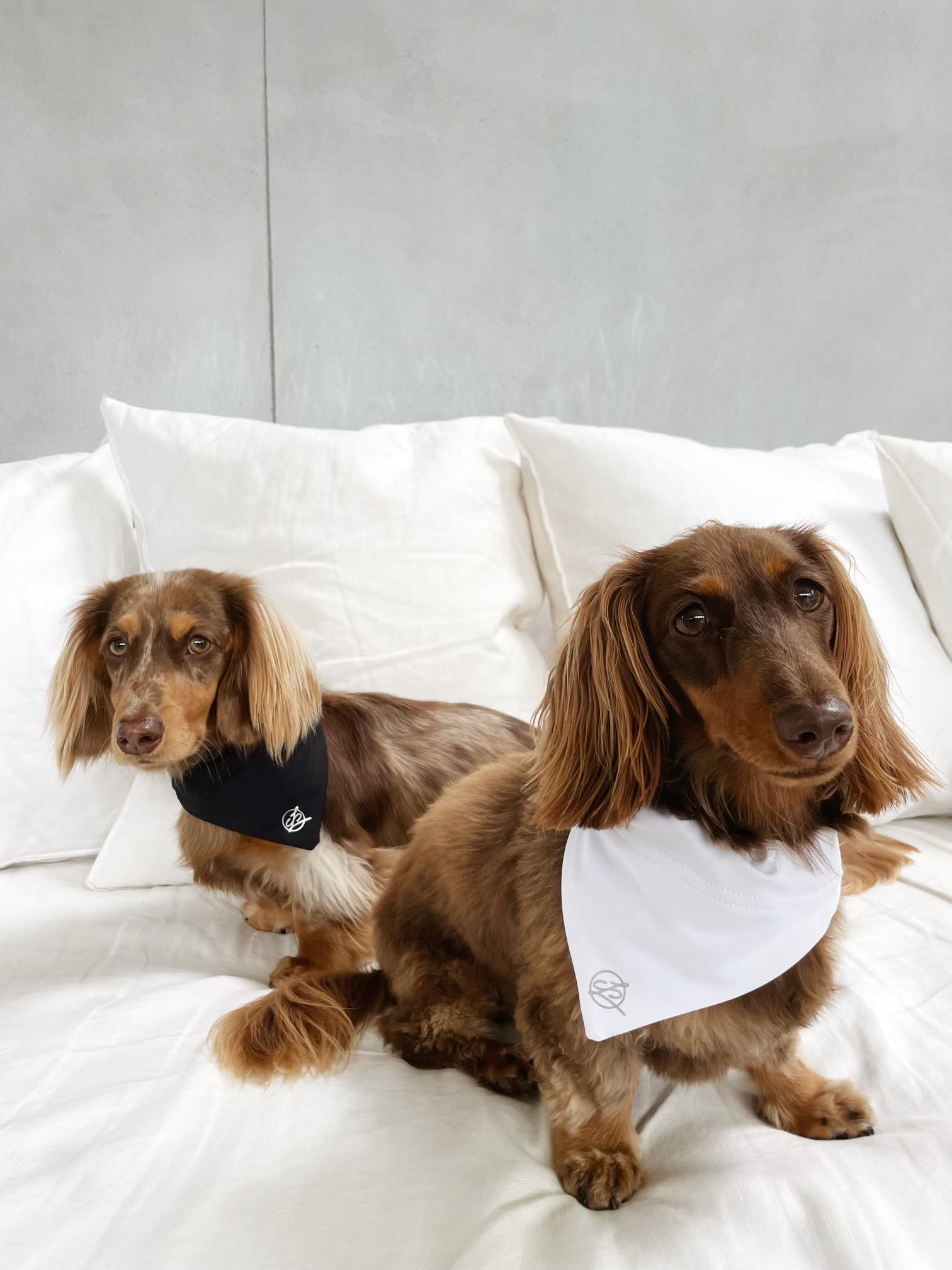Carra Lee Collective Dog Bandana Midnight Doggy Bandana