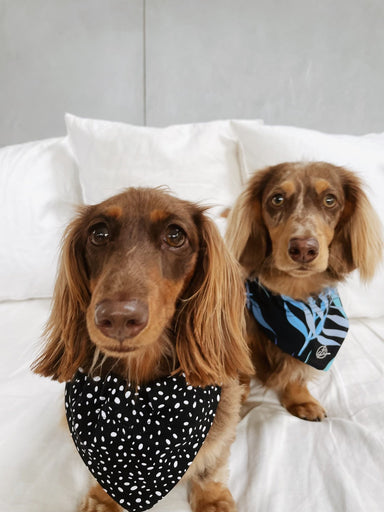 Carra Lee Collective Dog Bandana Star Dust Doggy Bandana