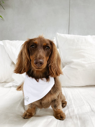 Carra Lee Collective Dog Bandana White Doggy Bandana